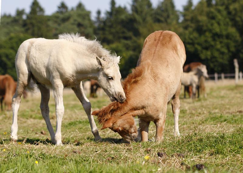 Gabriel und Myrdal 7.jpg